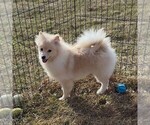 Small #3 Pomeranian
