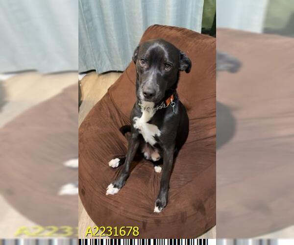 Medium Photo #2 Labrador Retriever Puppy For Sale in West Palm Beach, FL, USA