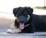 Small #2 German Shepherd Dog Mix