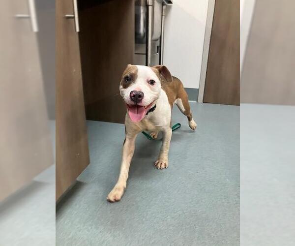 Medium Photo #1 Mutt Puppy For Sale in Baytown, TX, USA