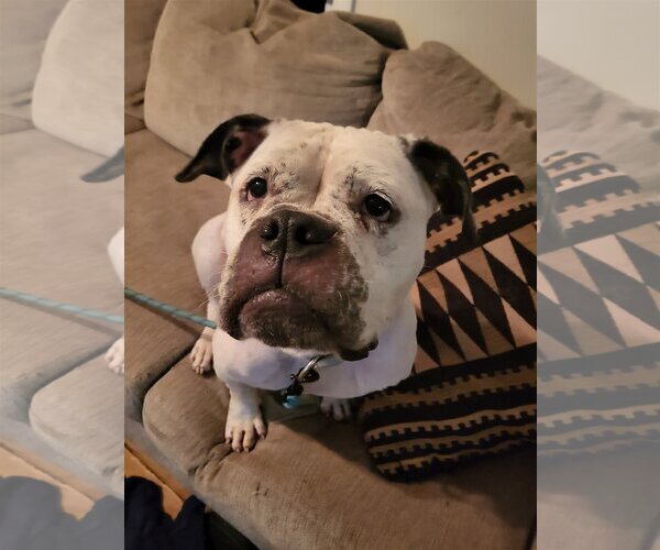 Medium Photo #8 American Bulldog-Unknown Mix Puppy For Sale in Mount Pleasant, SC, USA