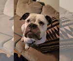 Small #7 American Bulldog Mix