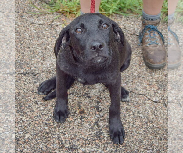 Medium Photo #4 Border Collie-Unknown Mix Puppy For Sale in Huntley, IL, USA