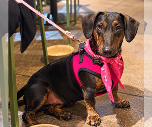 Daisy  -  Bonded With Norman  -  So Ca - Female Dachshund Dog for Adoption - Photo #2