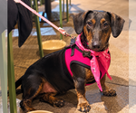 Small Photo #2 Dachshund Puppy For Sale in Los Angeles, CA, USA