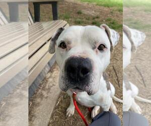 American Staffordshire Terrier-Eurasier Mix Dogs for adoption in Front Royal, VA, USA