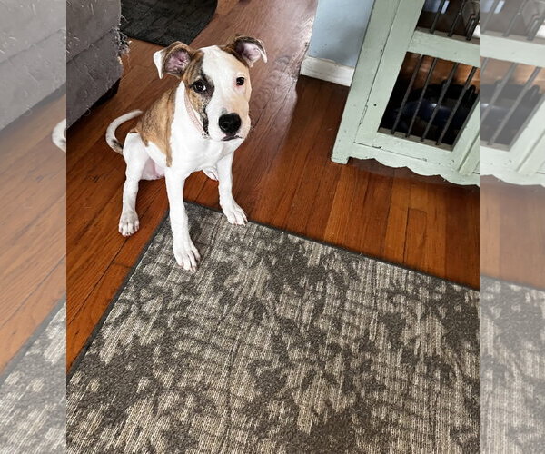 Medium Photo #2 American Pit Bull Terrier-Great Dane Mix Puppy For Sale in Fenton, MO, USA