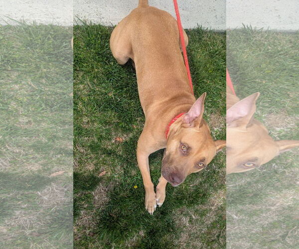 Medium Photo #5 Carolina Dog-Pharaoh Hound Mix Puppy For Sale in Rockaway, NJ, USA