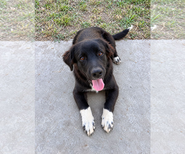 Medium Photo #1 German Wirehaired Pointer Puppy For Sale in Dallas, TX, USA
