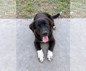 German Wirehaired Pointer Dogs for adoption in Dallas, TX, USA