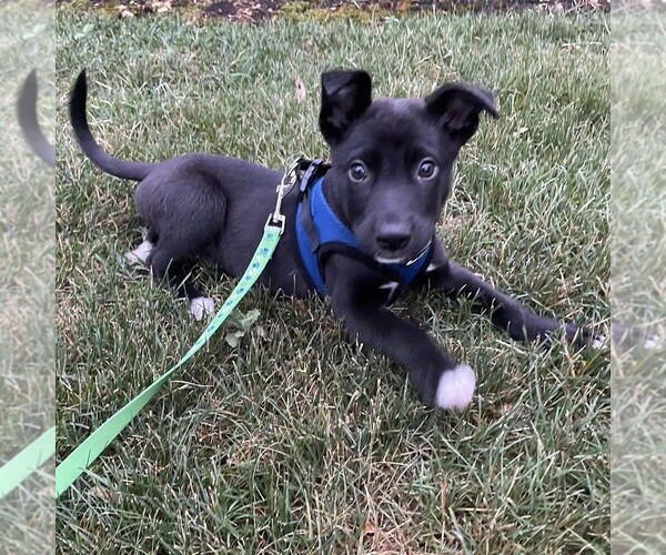 Medium Photo #8 Mutt Puppy For Sale in Mundelein, IL, USA