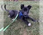 Small #7 Mutt