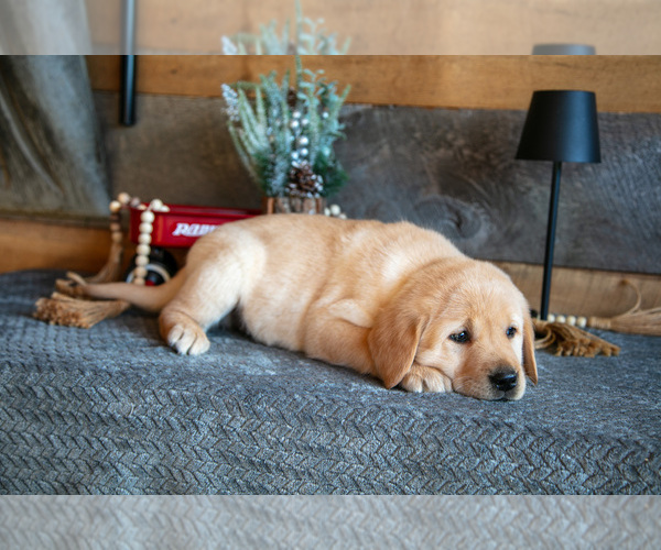 Medium Photo #3 Golden Labrador Puppy For Sale in GOSHEN, IN, USA