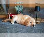 Small Photo #16 Golden Labrador Puppy For Sale in GOSHEN, IN, USA