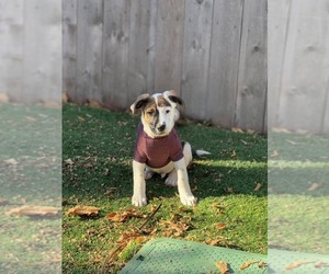 Big Hunk - Male Mutt Dog for Adoption - Photo #3