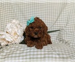 Small Photo #5 Poodle (Miniature) Puppy For Sale in NEW PROVIDENCE, PA, USA