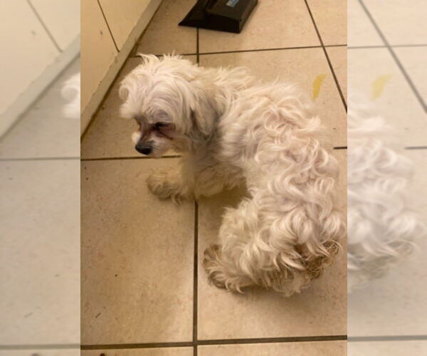 Medium Photo #4 Maltese Puppy For Sale in Plantation, FL, USA
