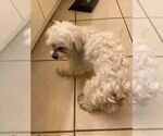 Small #3 Maltese