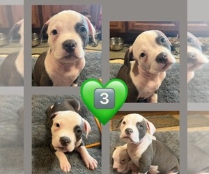 American Bully Puppy for sale in GREENWOOD, IN, USA