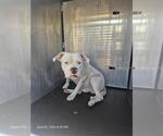 Small American Staffordshire Terrier-Boxer Mix