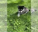 Small Photo #5 Alaskan Klee Kai Puppy For Sale in SAUGERTIES, NY, USA