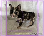 Image preview for Ad Listing. Nickname: Litter of 15