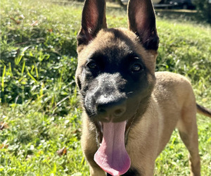 Medium Belgian Malinois