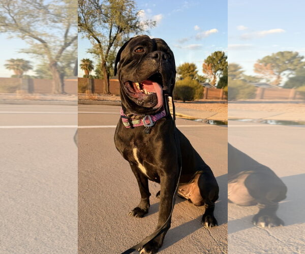 Medium Photo #1 Mutt Puppy For Sale in Goodyear, AZ, USA