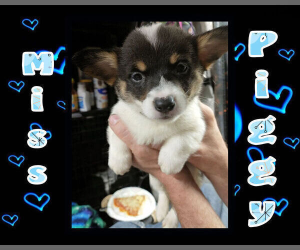 Medium Photo #8 Cowboy Corgi Puppy For Sale in GALLEGOS, NM, USA