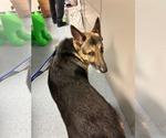 Small #3 German Shepherd Dog
