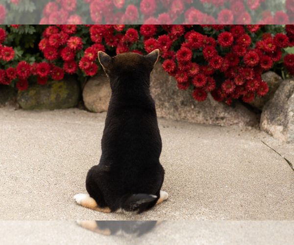Medium Photo #5 Shiba Inu Puppy For Sale in MILLERSBURG, IN, USA