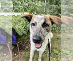 Small #8 Great Pyrenees Mix