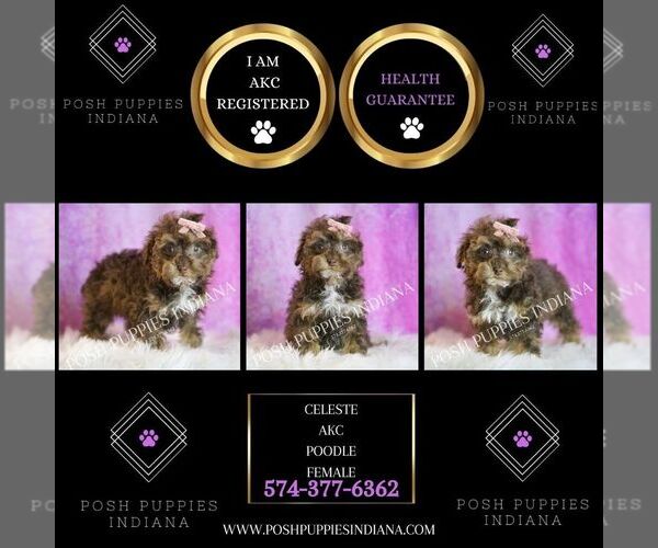 Medium Photo #2 Poodle (Toy) Puppy For Sale in WARSAW, IN, USA