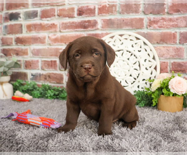 Medium Photo #2 Labrador Retriever Puppy For Sale in SYRACUSE, IN, USA