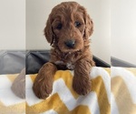 Small #2 Goldendoodle