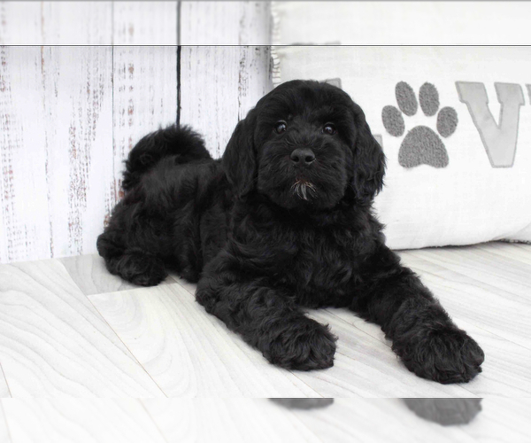 Medium Photo #1 Aussie-Poo Puppy For Sale in MARIETTA, GA, USA