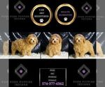 Small Photo #54 Poodle (Miniature) Puppy For Sale in WARSAW, IN, USA