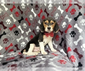 Beagle Puppy for Sale in LAKELAND, Florida USA