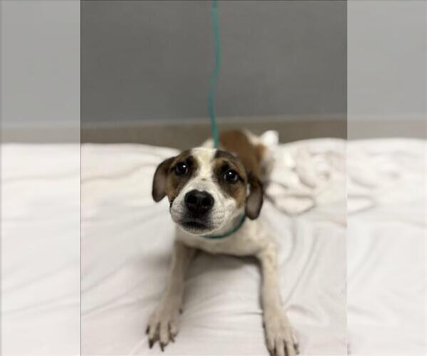 Medium Photo #1 Mutt Puppy For Sale in Las Vegas, NV, USA