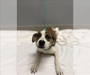 Mutt Dogs for adoption in Las Vegas, NV, USA