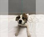 Small Mutt