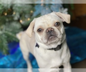 Father of the Pug puppies born on 03/05/2025