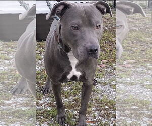 American Pit Bull Terrier Dogs for adoption in Crandall, GA, USA