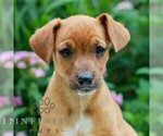 Small Cavapoo (Miniature)-Jack Russell Terrier Mix