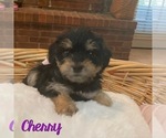 Puppy Cherry Cock-A-Poo-Yorkshire Terrier Mix