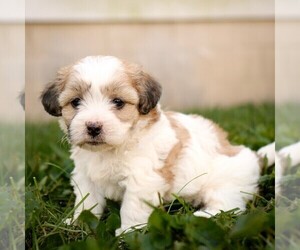 Zuchon Puppy for sale in ARTHUR, IL, USA