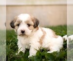 Image preview for Ad Listing. Nickname: Willow