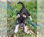 Puppy Skye Schnauzer (Miniature)-Siberian Husky Mix