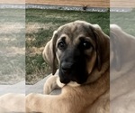 Small Photo #9 Spanish Mastiff Puppy For Sale in GILLETTE, WY, USA