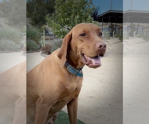Mother of the Vizsla puppies born on 07/13/2026